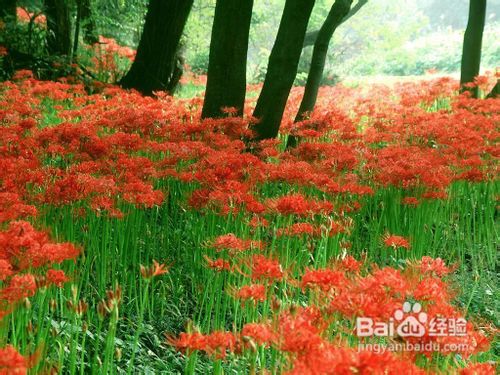 经典秘籍 如何向一个女孩表白，增加成功率呢？