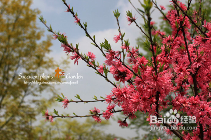 上海植物园（上）