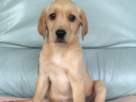 两个月小狗奶豆吃几粒