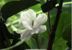 我知道茉莉怕冷，请问茉莉花冬天怎么养