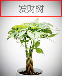 一般的家养绿化植物