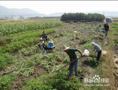 怎样种花生可以高产