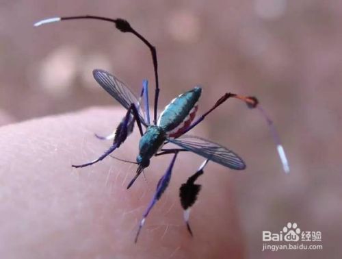 常见蚊子种类