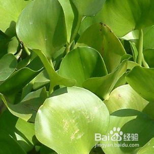 农业外来生物防治的做法 百度经验 农业外来生物防治的做法 百度经验
