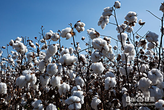 棉花的种植季节和生长特点及作用