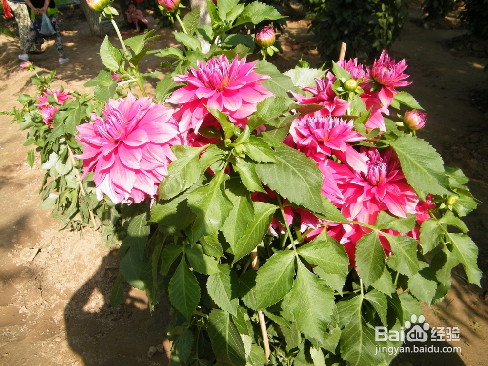 美丽的兰州：[2]春季花朵一景