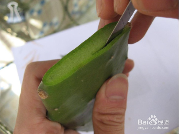 仙人掌怎样嫁接蟹爪莲