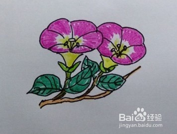 简笔画：牵牛花