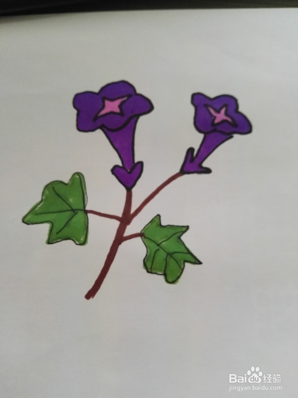 好看的牵牛花简笔画