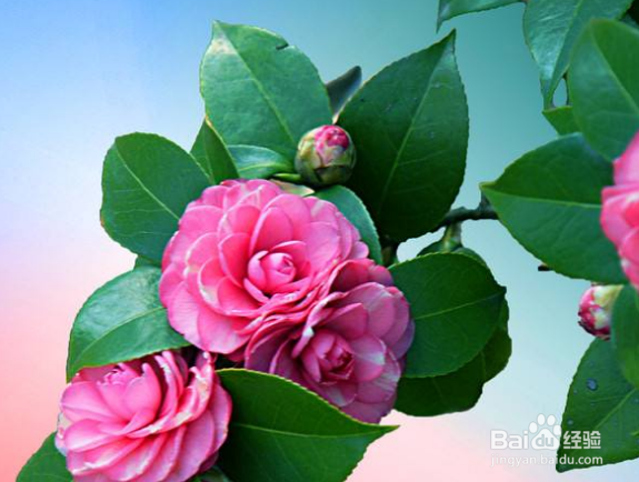 山茶花怎样扦插繁殖