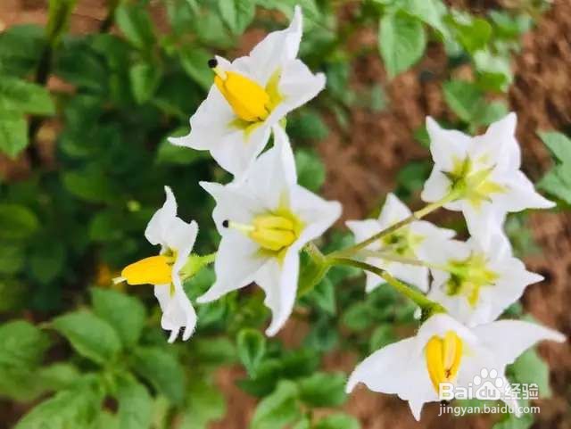 农村田间的蔬菜,开花原来这么美