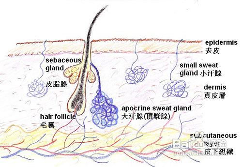 腋臭的症状都有哪些？