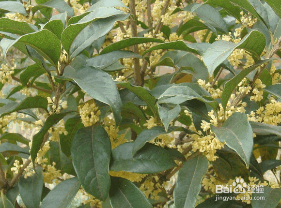 桂花树移栽的时间及品种和方法