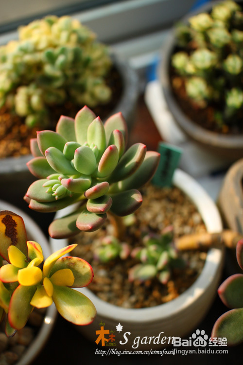 植物摄影小窍门+皮神山大王记