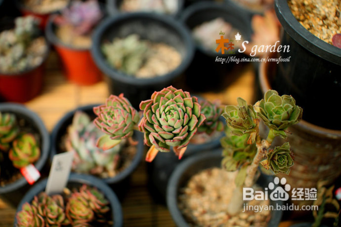 植物摄影小窍门+皮神山大王记