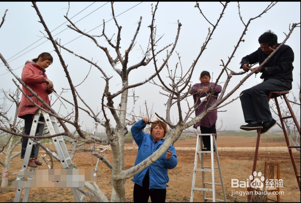 怎样修剪果树。