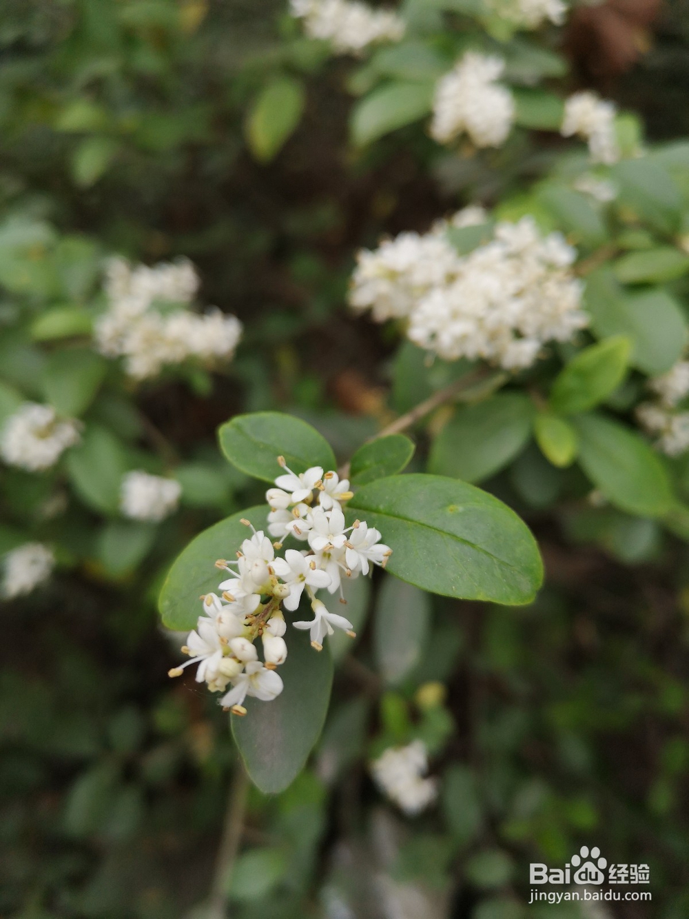 怎么用华为手机拍植物好看