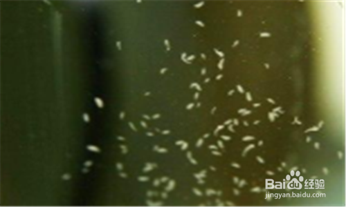 草缸蛋白虫怎么处理