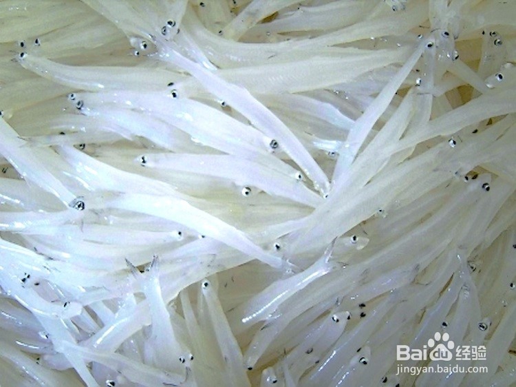 如何挑选银鱼？