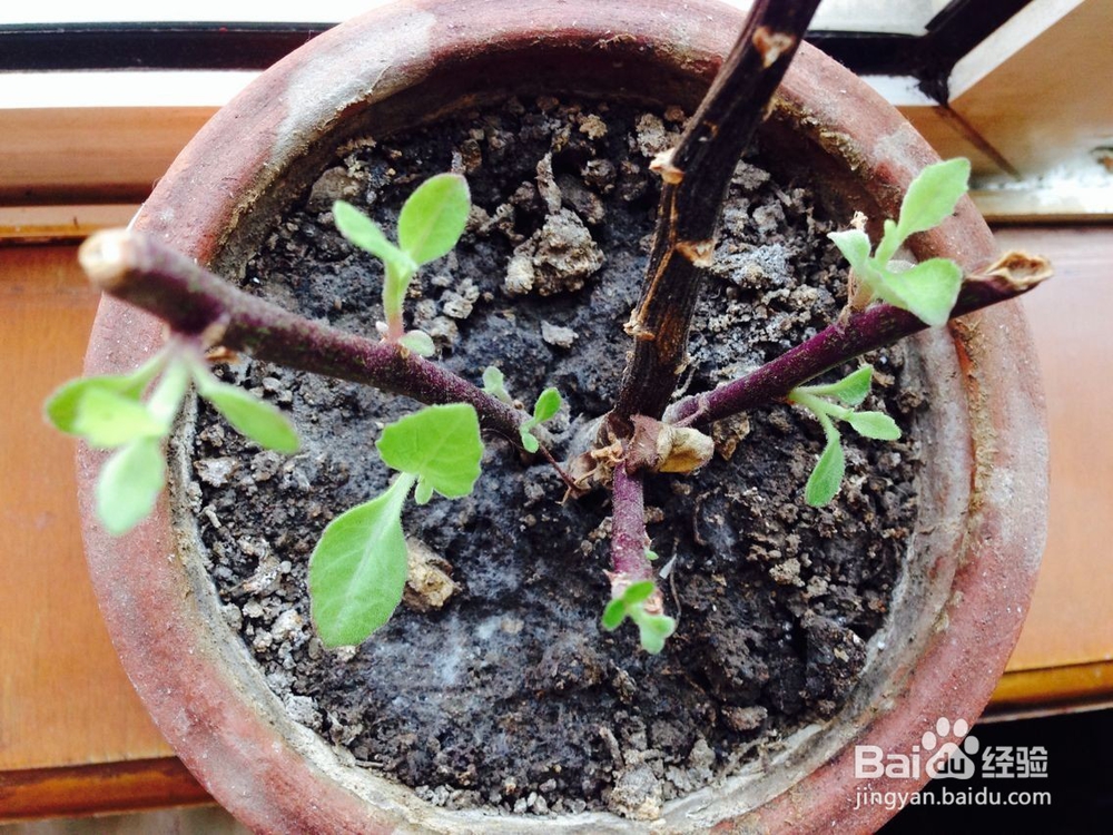 怎样培育小花苗?