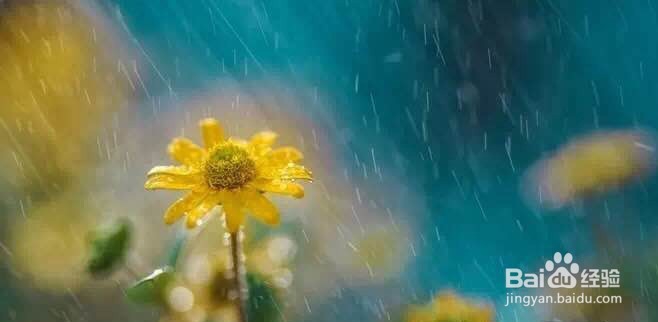 单反怎样拍出好看的菊花
