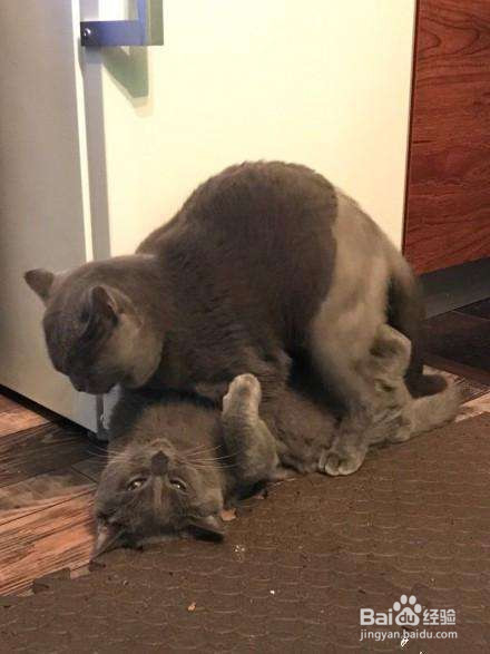 春季母猫发情怎么办