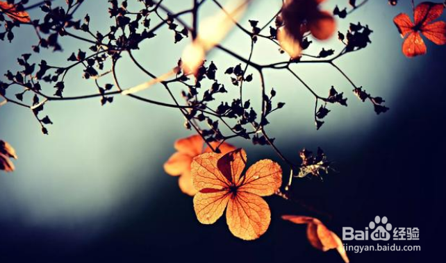 摄影时怎么能拍出来“透亮”的片子？