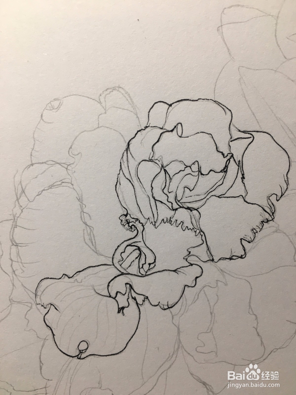 月季花的画法 月季简笔画 三朵月季的线描画教程