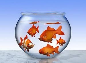 饲养金鱼的技巧