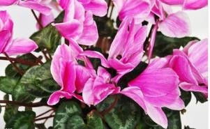 仙客来花期过后怎么办