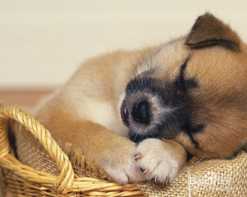 养宠物狗的注意事项