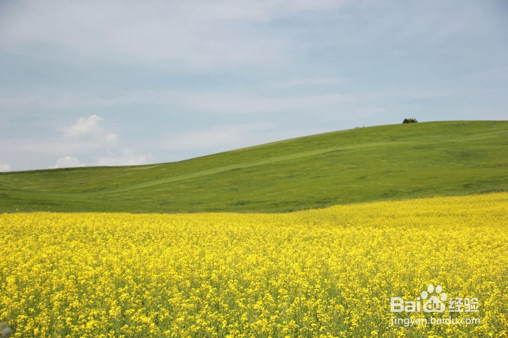 新疆避暑三日自驾游