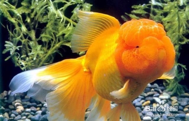 新买来的金鱼容易死亡怎么办