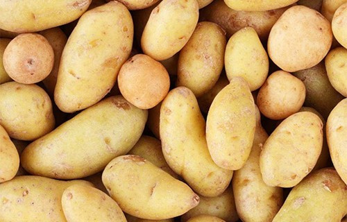 家庭花盆种土豆的方法