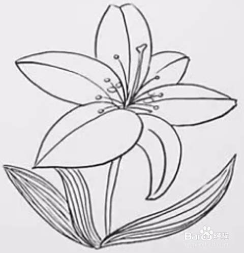 百年好合的百合花简笔画 百度经验