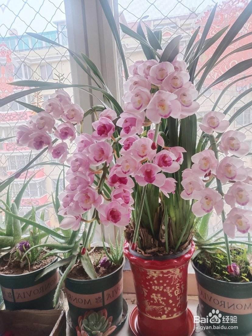 十几年养大花蕙兰经验分享