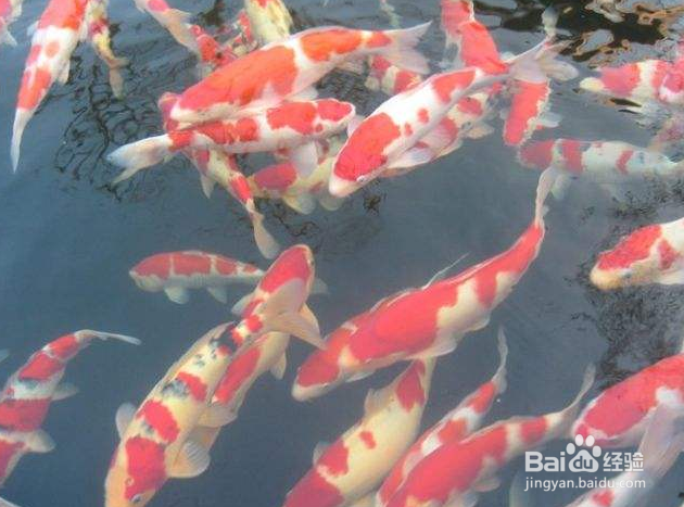 在水产养殖中,如何进行疾病的预防?