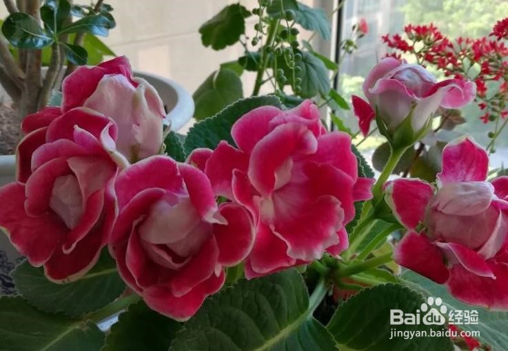 大岩桐怎么养 大岩桐养殖方法