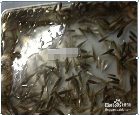 螃蟹的保存方法