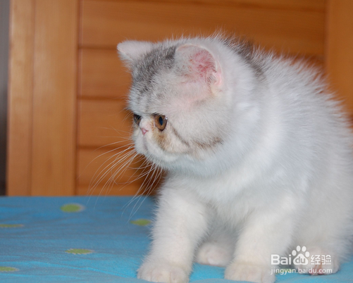 猫和狗一起养的技巧