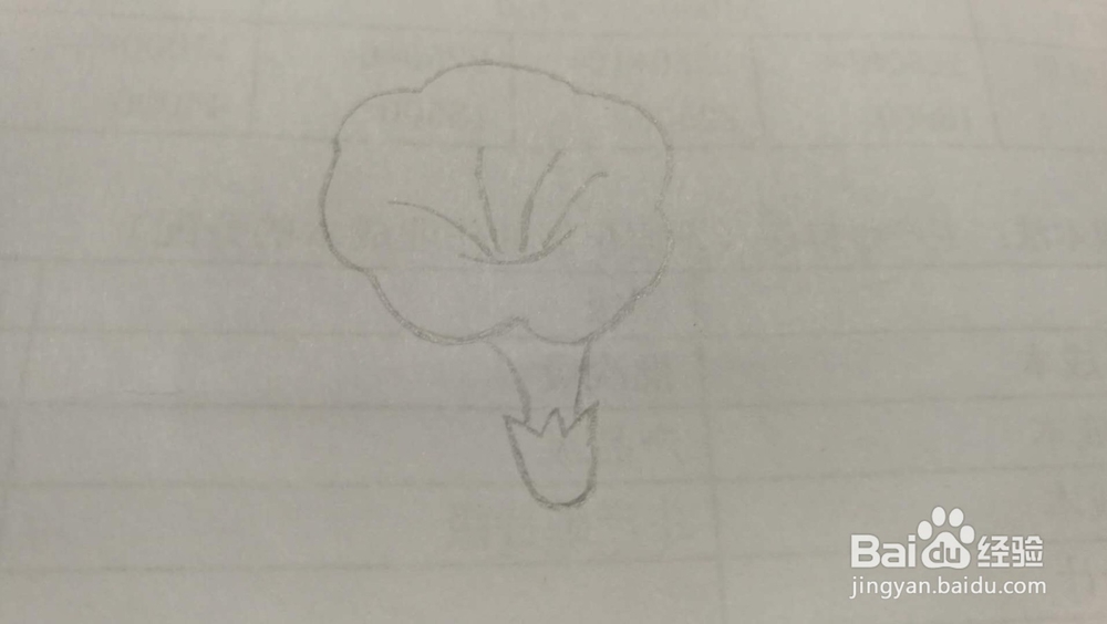 牵牛花——简笔画