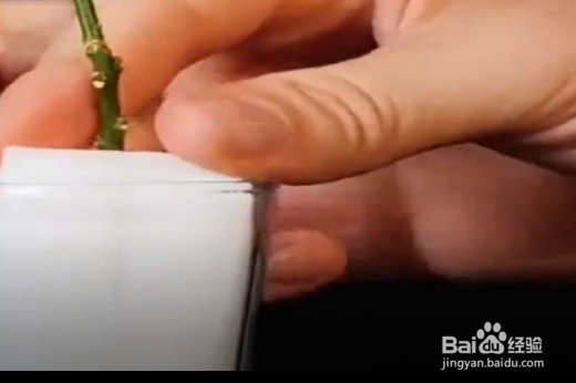 怎么利用家里的桔子种桔子树