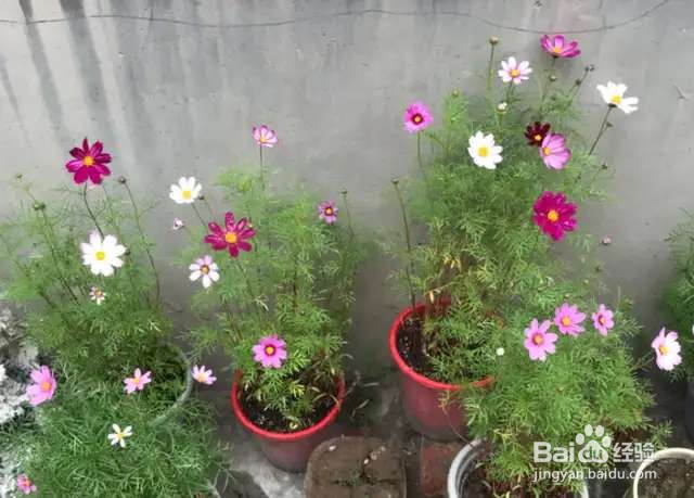 可以自生自长的花，种子掉土里就活