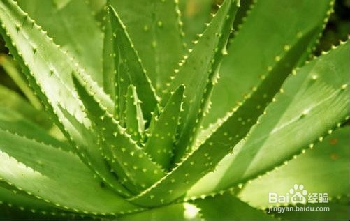 推荐治疗脚臭的几种方法