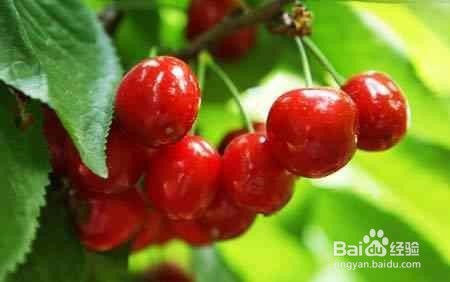 女性经常吃樱桃有什么好处