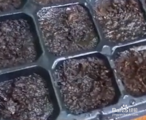 在家种盆栽草莓