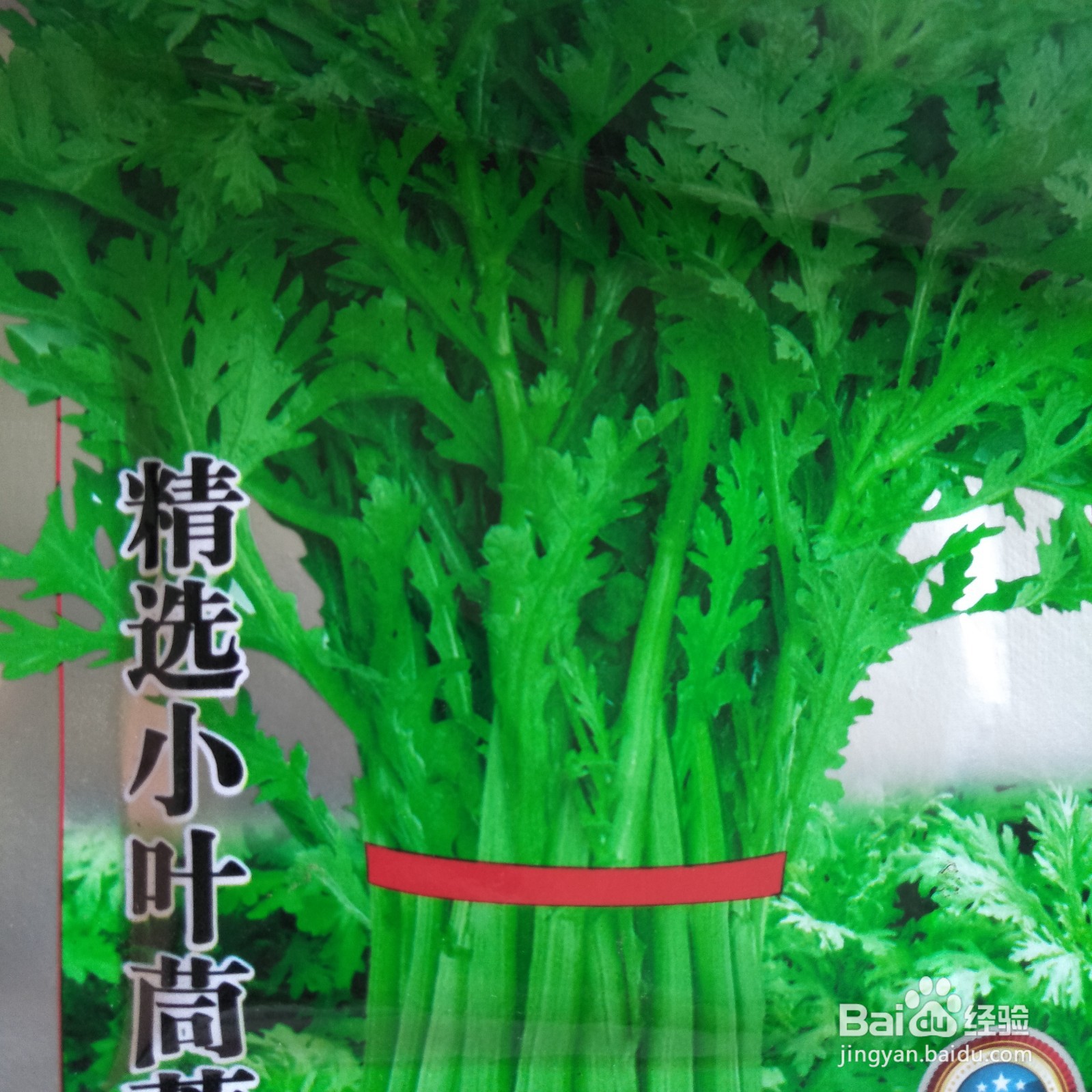 种植小叶茼蒿需要注意什么?