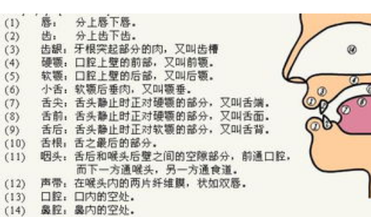 鼻音有哪些