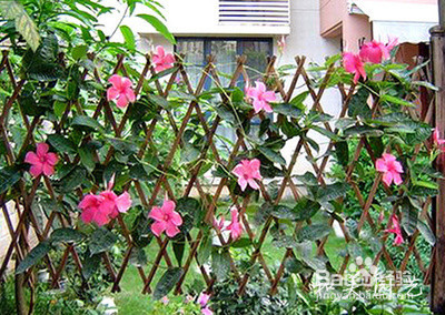 盆栽飘香藤冬天怎么养