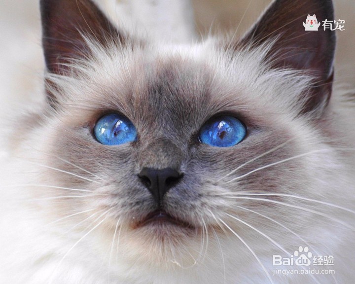 缅甸圣猫——伯曼猫